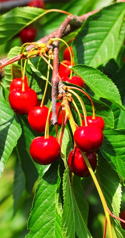 Ripe cherries on a tree Stock Footage 293310849