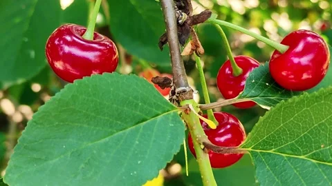 Ripe cherries on the tree in the garden Stock Footage 157152364