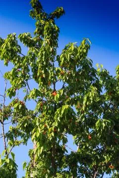 Ripe cherries on the tree Stock Photos