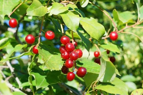 Ripe cherries in tree Stock Photos