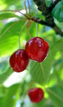 Ripe cherries on a tree Stock Photos