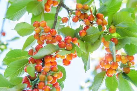 Ripe cherries on a tree Foto stock