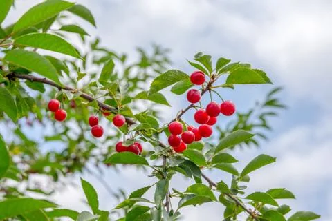 Ripe Cherries on a Tree Stock Photos