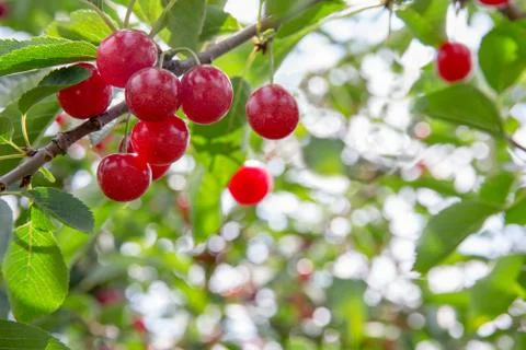 Ripe Cherries on a Tree Stock Photos