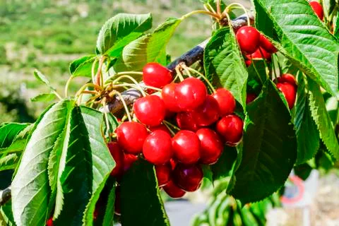 Ripe cherries on the tree Stock Photos