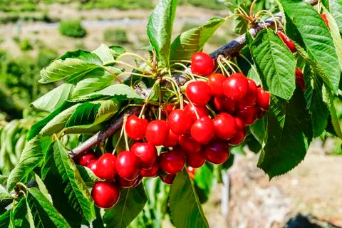 Ripe cherries on the tree Stock Photos