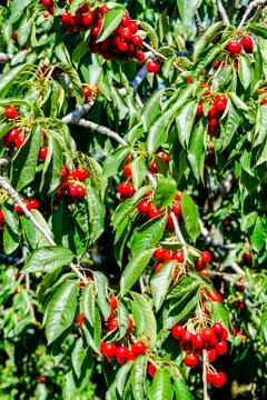 Ripe cherries on the tree Stock Photos