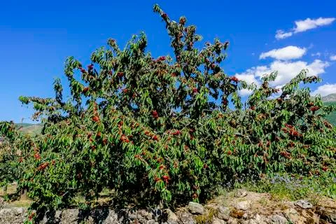 Ripe cherries on the tree Stock Photos