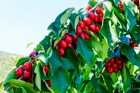 Ripe cherries on the tree Stock Photos