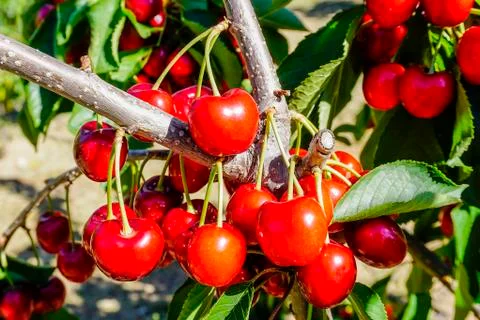 Ripe cherries on the tree Stock Photos