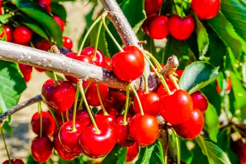 Ripe cherries on the tree Stock Photos