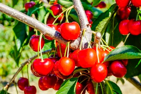 Ripe cherries on the tree Stock Photos