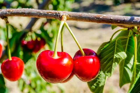 Ripe cherries on the tree Stock Photos