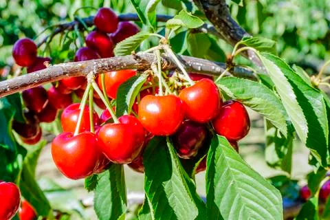 Ripe cherries on the tree Stock Photos