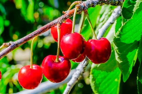 Ripe cherries on the tree Stock Photos