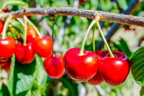 Ripe cherries on the tree Stock Photos