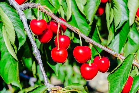 Ripe cherries on the tree Stock Photos