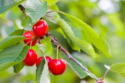 Ripe cherries on a tree Stock Photos