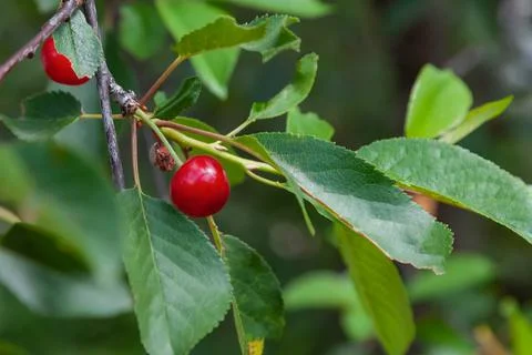 Ripe cherries on a tree surrounded by greenery in summer. Concept of agricult Stock Photos