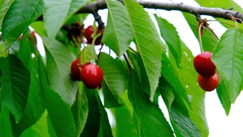 Ripe cherries on a tree. Sweet red cherry. Cherry on a branch. Stock Footage 200825355