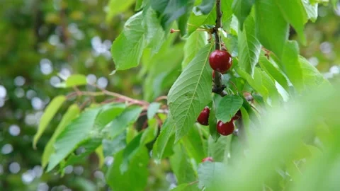 Ripe cherries on a tree. Sweet red cherry. Cherry on a branch. Stock Footage 203816403
