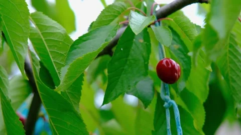 Ripe cherries on a tree. Sweet red cherry. Cherry on a branch. 库存影片 217815948
