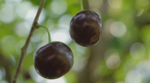 Ripe cherries on a twig 4 Stock Footage 58602320