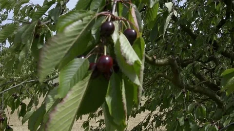 Ripe cherries in the wind Stock Footage 51555996