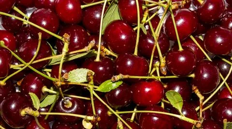 Ripe cherry background.Cherry background. Stock Photos