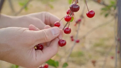 Ripe cherry berries are picked from a tree with men's hands. Stock Footage 276859985