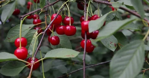 Ripe cherry berries on a tree branch with green leaves. Stock Footage 265178017