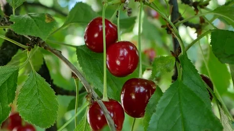 Ripe cherry berries on a tree Stock Footage 202240214