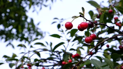 Ripe cherry. Blushing berries on the branches.  Stock Footage 201140029