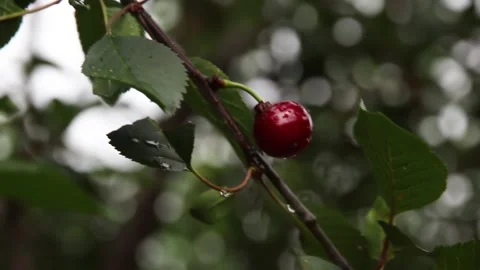 Ripe cherry on a branch after the summer rain 스톡 동영상 110682897