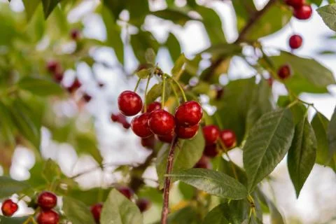 Ripe cherry on a branch of a cherry tree. Stock Photos