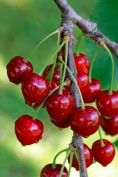 Ripe Cherry Branch Stock Photos