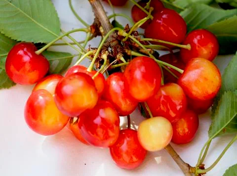 Ripe cherry on a branch Stock Photos