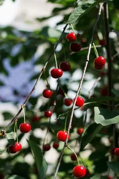 Ripe cherry on a branch Stock Photos