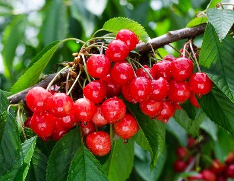 Ripe cherry on a branch Stock Photos