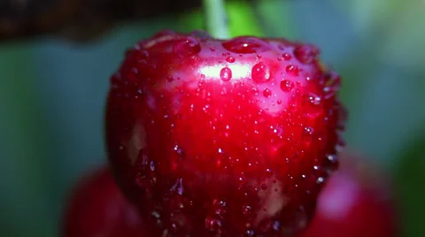 Ripe cherry on branch,orchard, cherry tree, rain drops, delicious fruits, macro Stock Footage 39655891