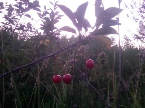 Ripe cherry bush Foto stock