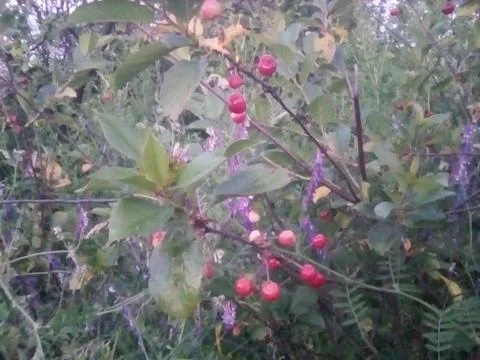 Ripe cherry bush Stock Photos