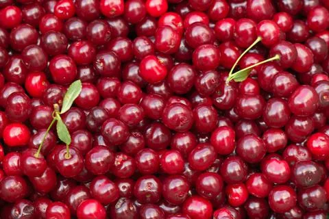 Ripe cherry. Cherry background. Fruit background. Natural appearance without  Stock Photos