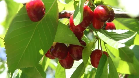 Ripe cherry on a cherry tree Stock Footage 86486042