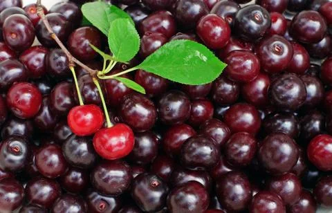 Ripe cherry closeup as background Stock Photos