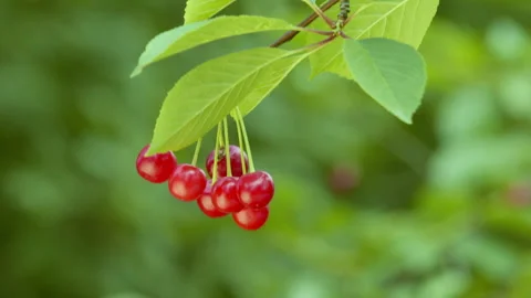 Ripe cherry cluster hanging on a tree branch with vivid green leaves. Video stock 308716108
