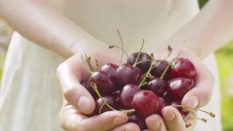 Ripe cherry in female hands Stock Footage 137838264