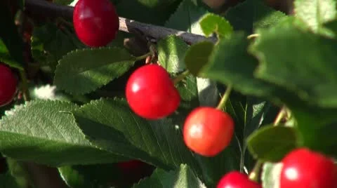 Ripe cherry Stock Footage 8848664