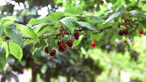 Ripe cherry, fruit branches for eating, orchard, farming, farming Stock Footage 154314493