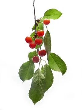 Ripe cherry fruit closeup isolated on a white background Stock Photos